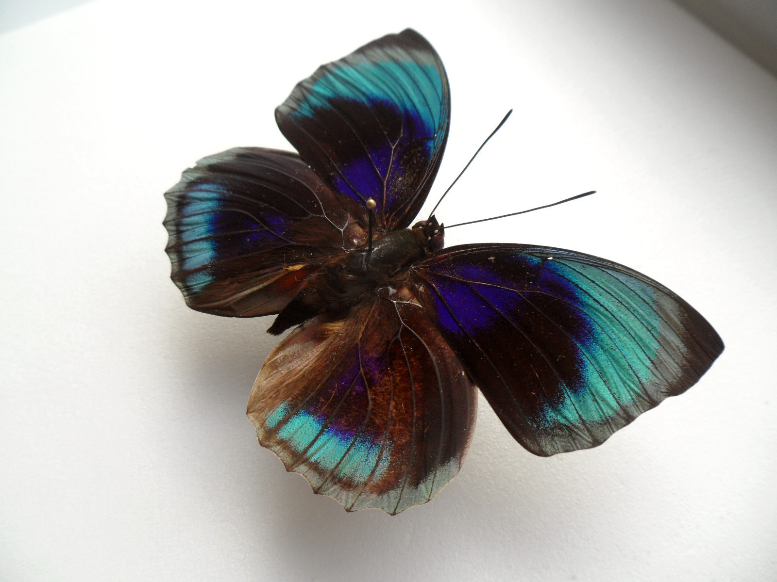 Agrias beata beata GYNANDROMORPH or ABERRATION Satipo Peru 2 (Internet Image property of respective owner, non-commercial use only)